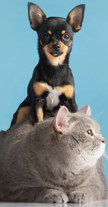 Servicio de cremacion para mascotas bogota